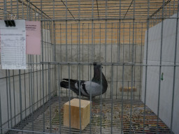 XIV Concurso Exposición de Palomas de Raza en Mula 2024